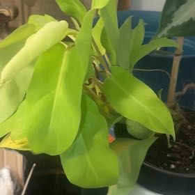 Photo of the plant species Philodendron ‘Ceylon Beauty’ by @PoshSweetmint named Athena on Greg, the plant care app