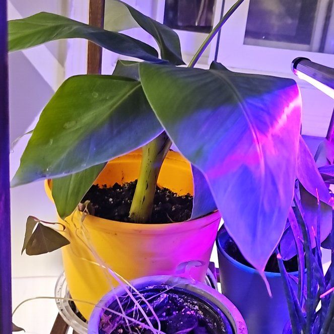 Photo of the plant species Little Banana Plant by @FullRhodora18 named Sigmund on Greg, the plant care app