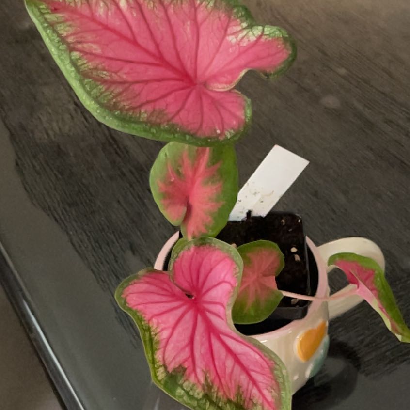 Photo of the plant species Caladium 'Florida Sweetheart' by @PersistentWorm named Willow on Greg, the plant care app