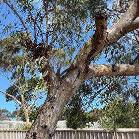 Photo of the plant species Murray Red Gum by @NeatDeodarcedar named Marley on Greg, the plant care app