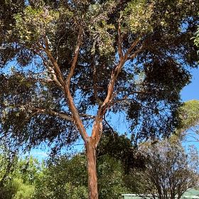 Photo of the plant species Tasmanian Blue Gum by @NeatDeodarcedar named Rainier on Greg, the plant care app