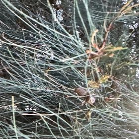 Photo of the plant species Beach Sheoak by @NeatDeodarcedar named Einstein on Greg, the plant care app