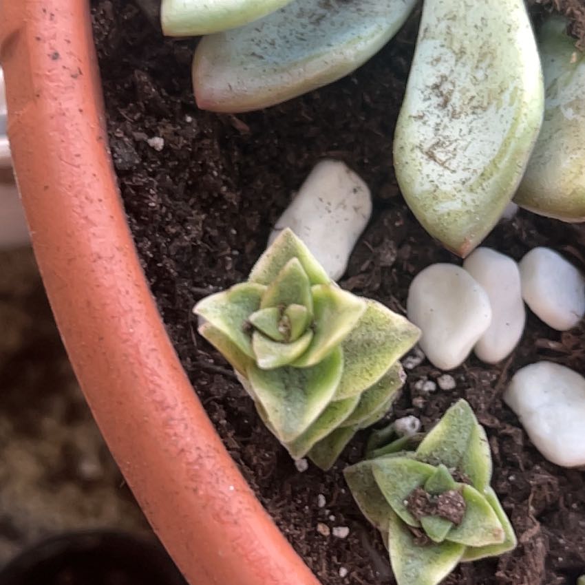 Photo of the plant species Crassula platyphylla 'Mini' by @OpenlyChainfern named Sage on Greg, the plant care app