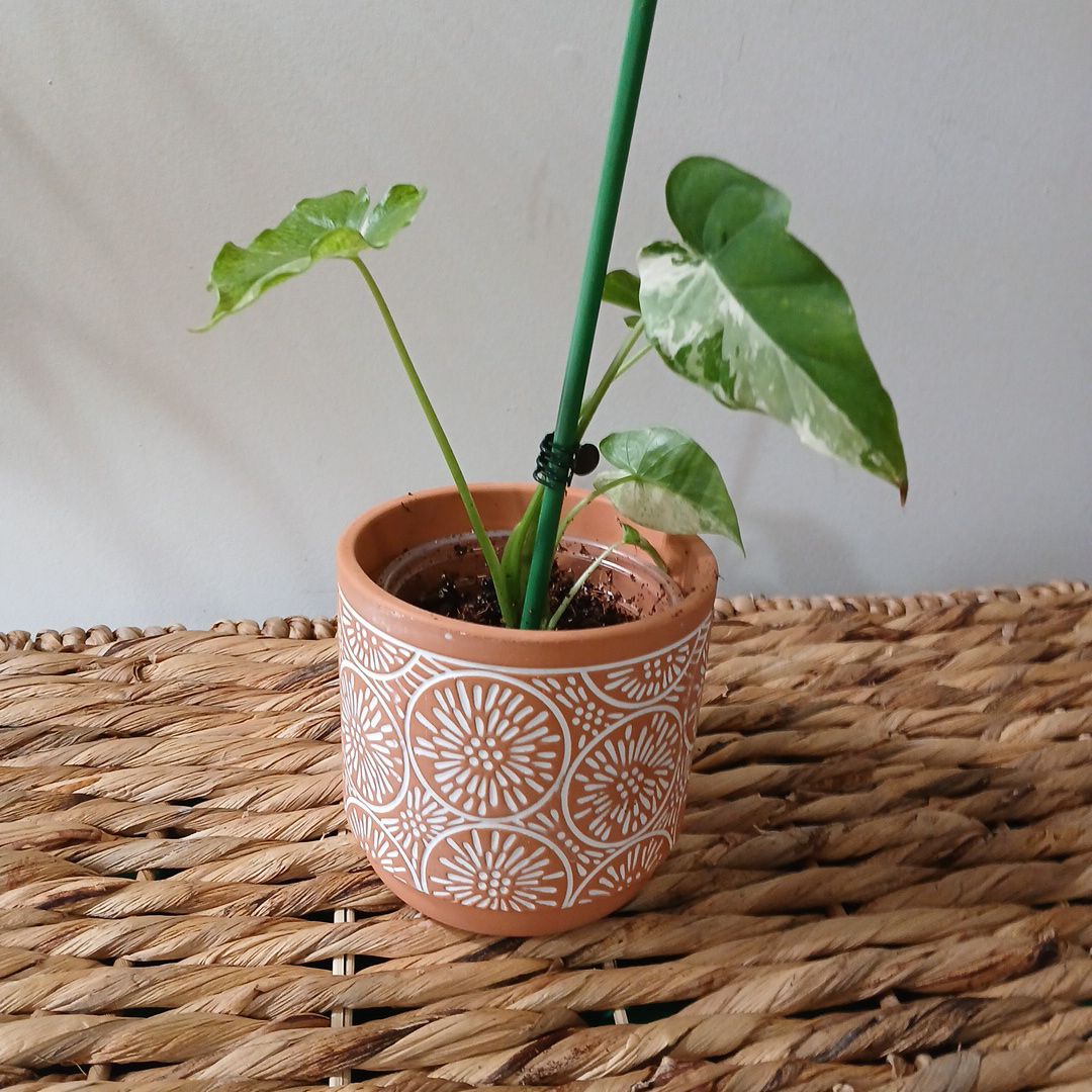 Photo of the plant species Alocasia Dawn Variegated by @LushLeo named Luna on Greg, the plant care app