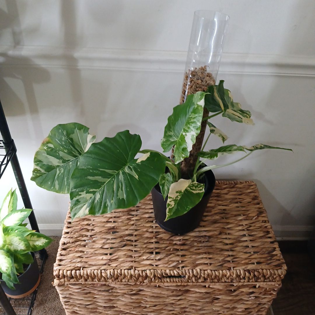 Photo of the plant species Alocasia Dawn Variegated by @LushLeo named Dawn on Greg, the plant care app