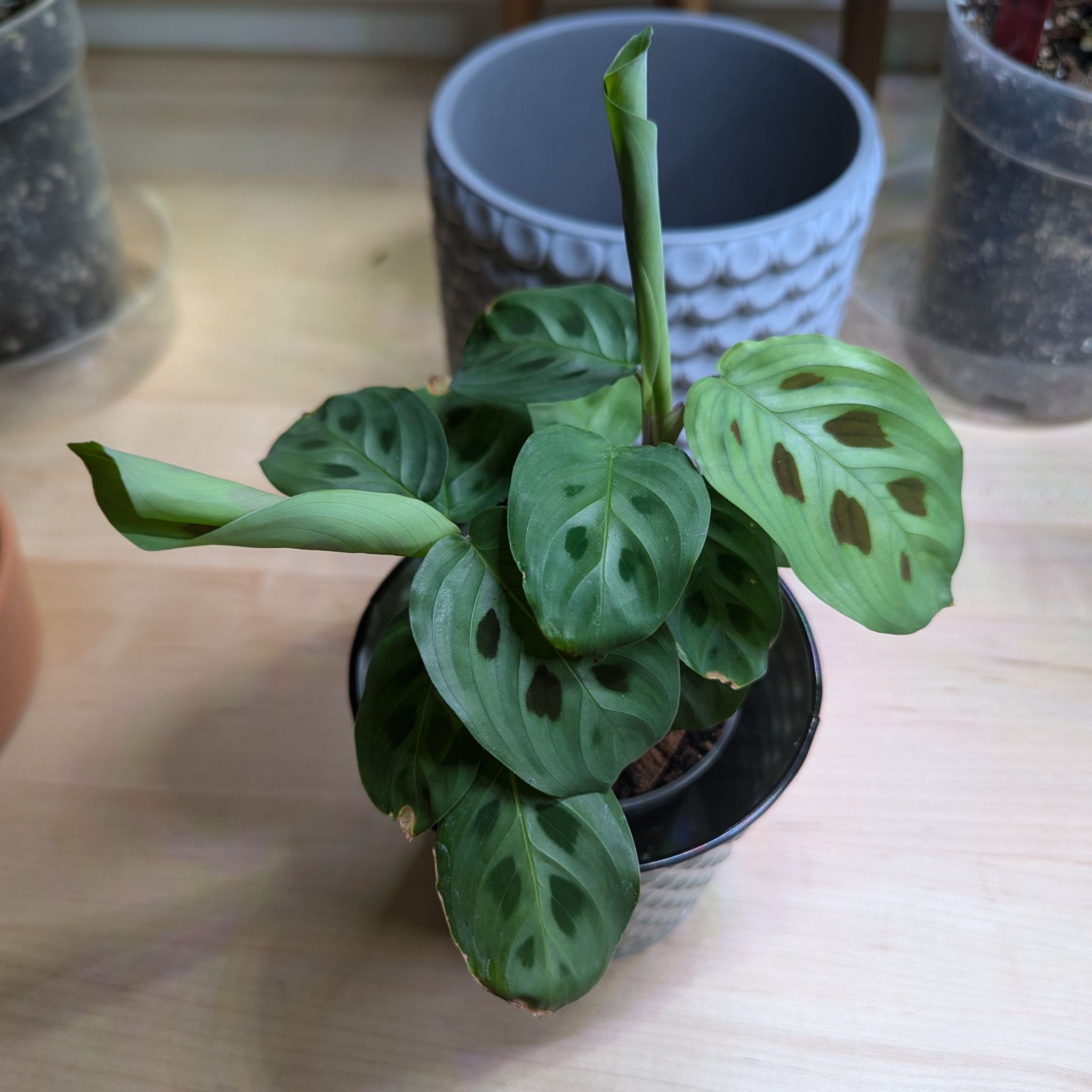 Photo of the plant species Prayer Plant Beauty Kim by @UnbrokenOregano named Maranta leuconeura 'Beauty Kim' on Greg, the plant care app
