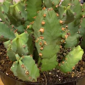 Photo of the plant species Resin Spurge by @DinkumTanekaha named Spike Leaves on Greg, the plant care app