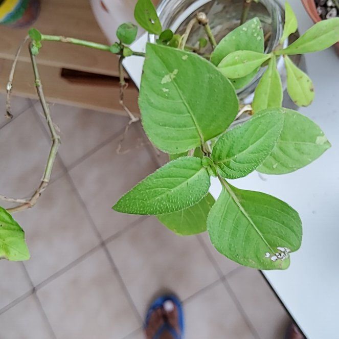 Photo of the plant species Balfour's Touch-Me-Not by @phanifold named Clooney on Greg, the plant care app