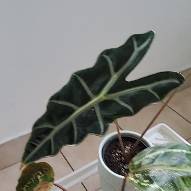 Photo of the plant species Amazonian Elephant's Ear by @phanifold named Kesha on Greg, the plant care app