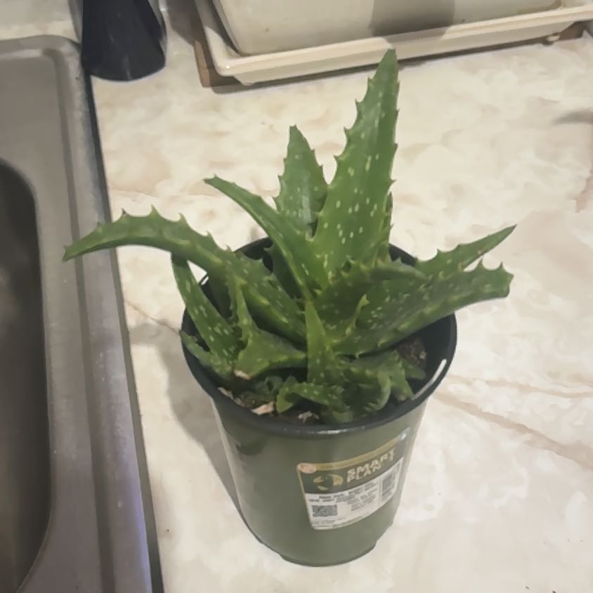 Photo of the plant species Aloe 'Night Sky' by @BoldWhitedyckia named Harmony on Greg, the plant care app