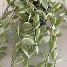Photo of the plant species Geri dischidia by @ProfitableSedge named gerri on Greg, the plant care app