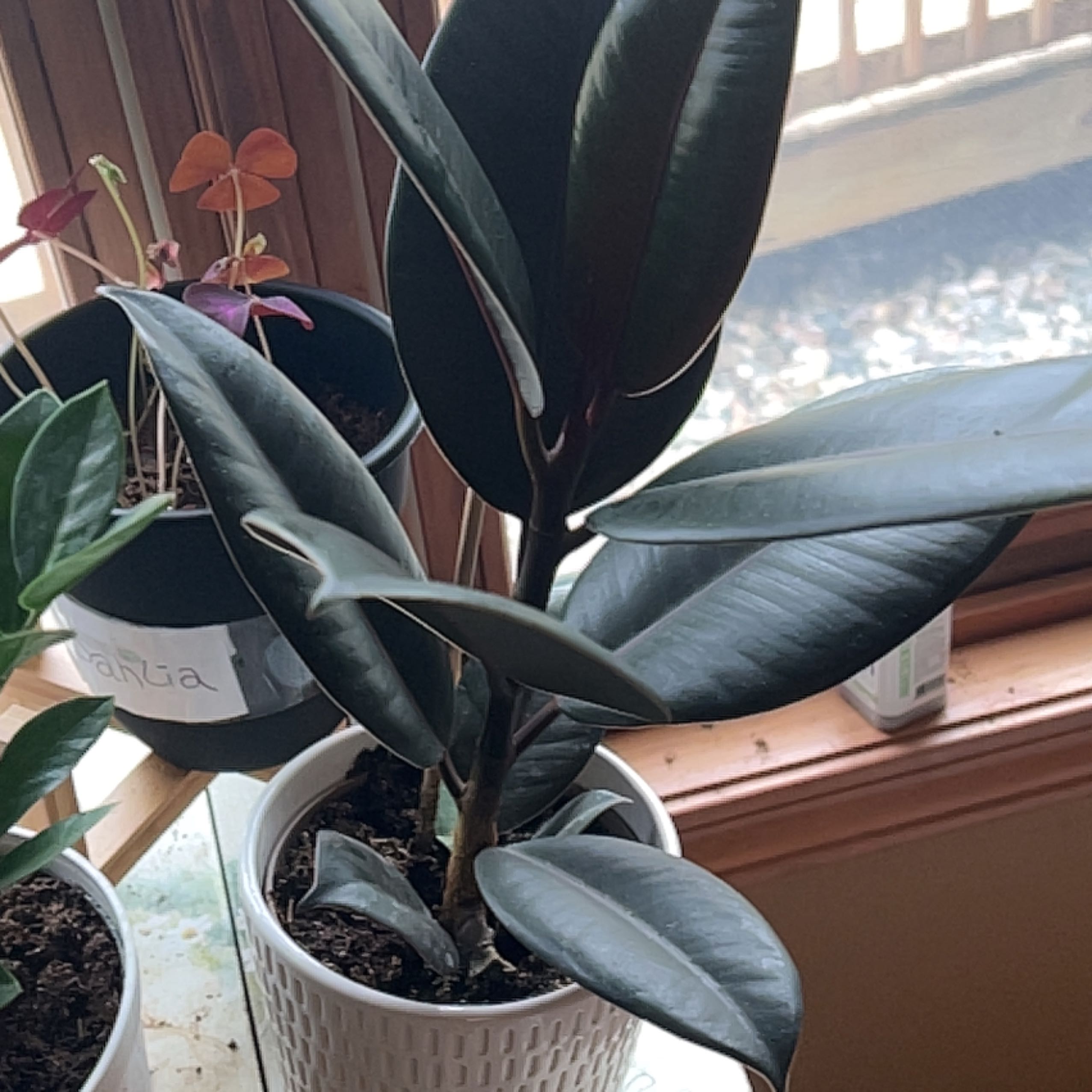 Burgundy Rubber Tree in a white pot near a window, healthy with dark, glossy leaves.