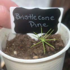 Bristlecone Pine plant