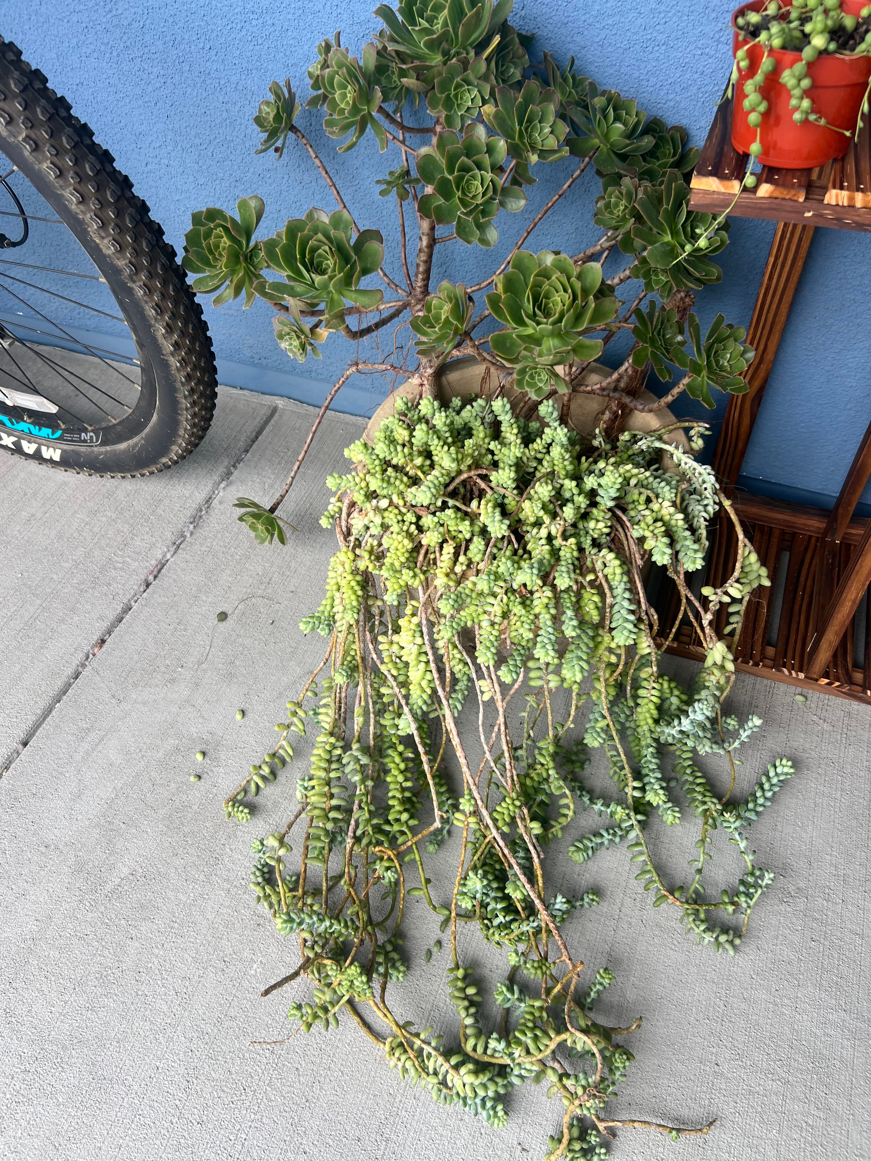 Best Size and Type of Pot for Donkey's Tail 🐴