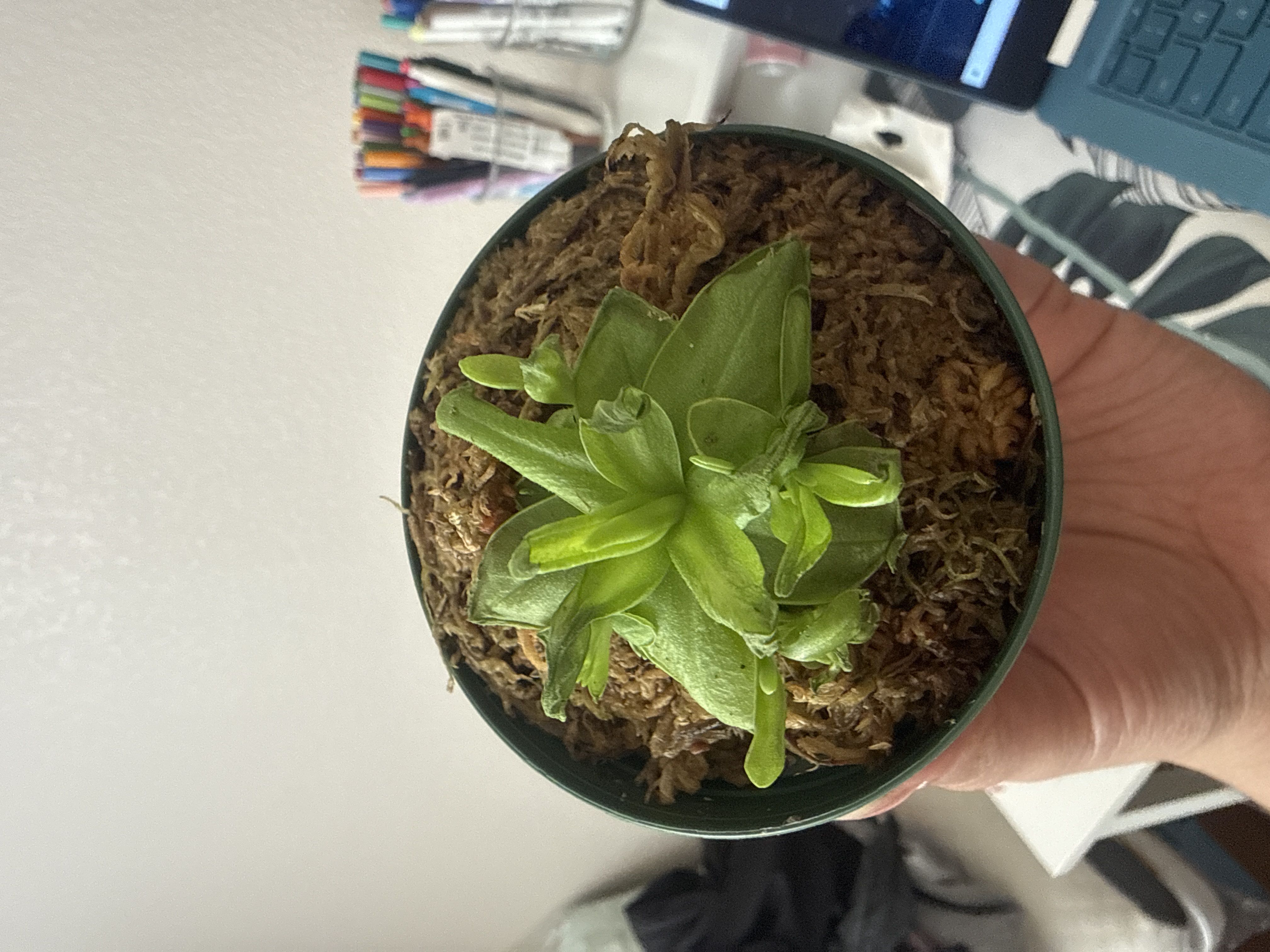Photo from the post