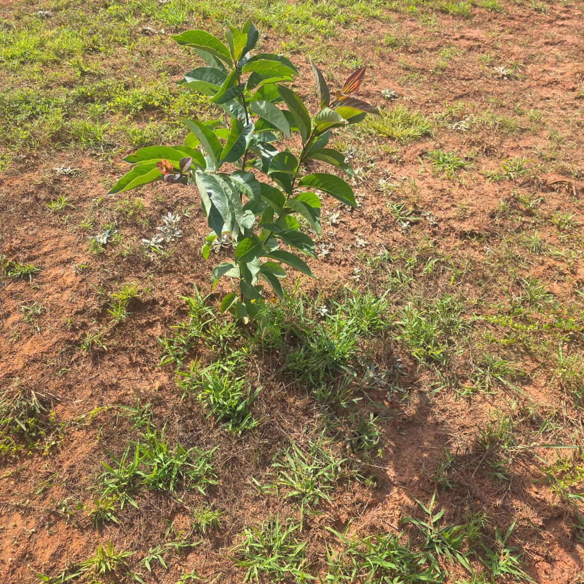 Photo of the plant species Guava Tree by Zeyad named Leonardo on Greg, the plant care app