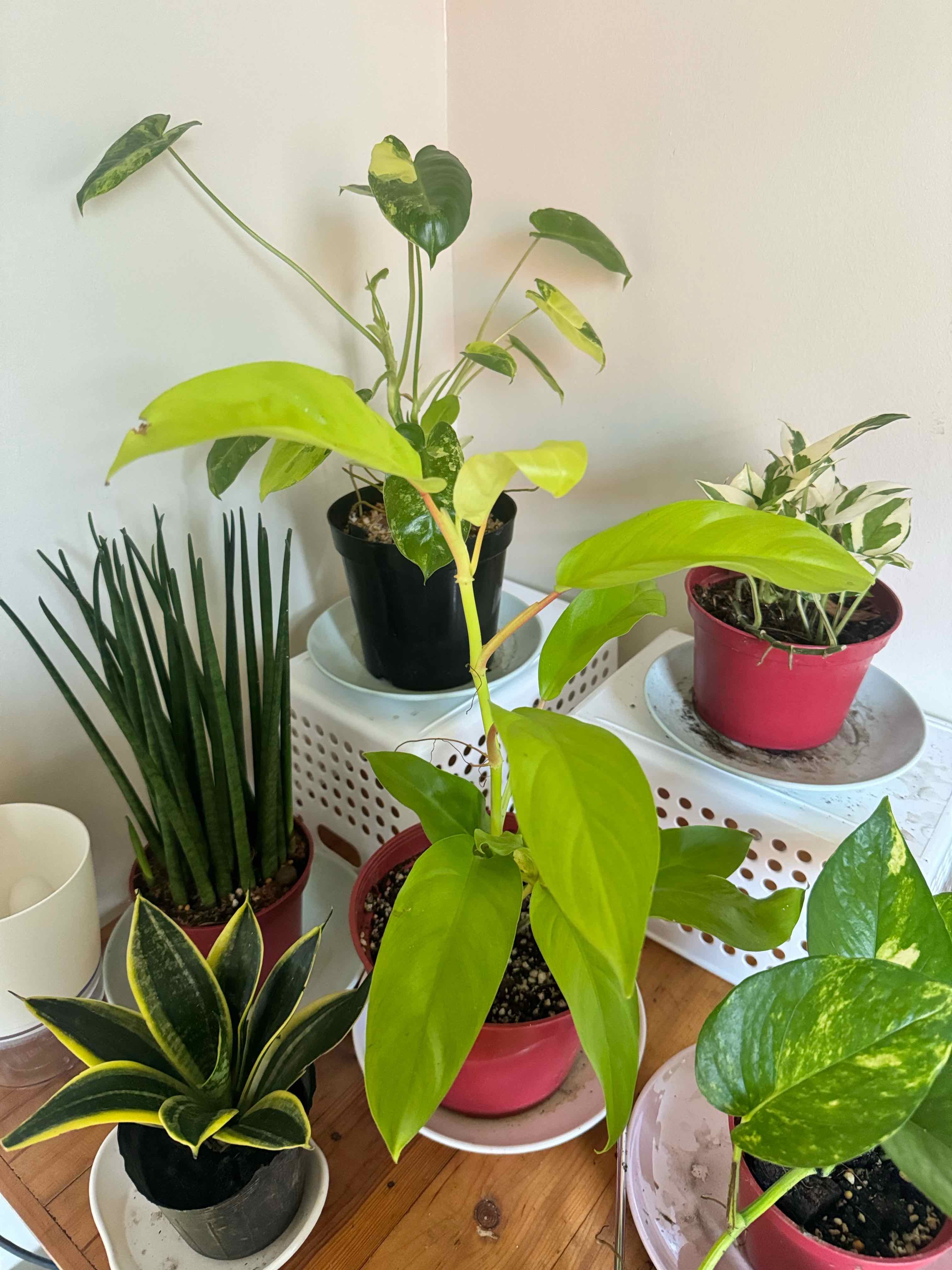 Photo of the plant species Philodendron 'Malay Gold' by @ForrealShallot named Lola on Greg, the plant care app