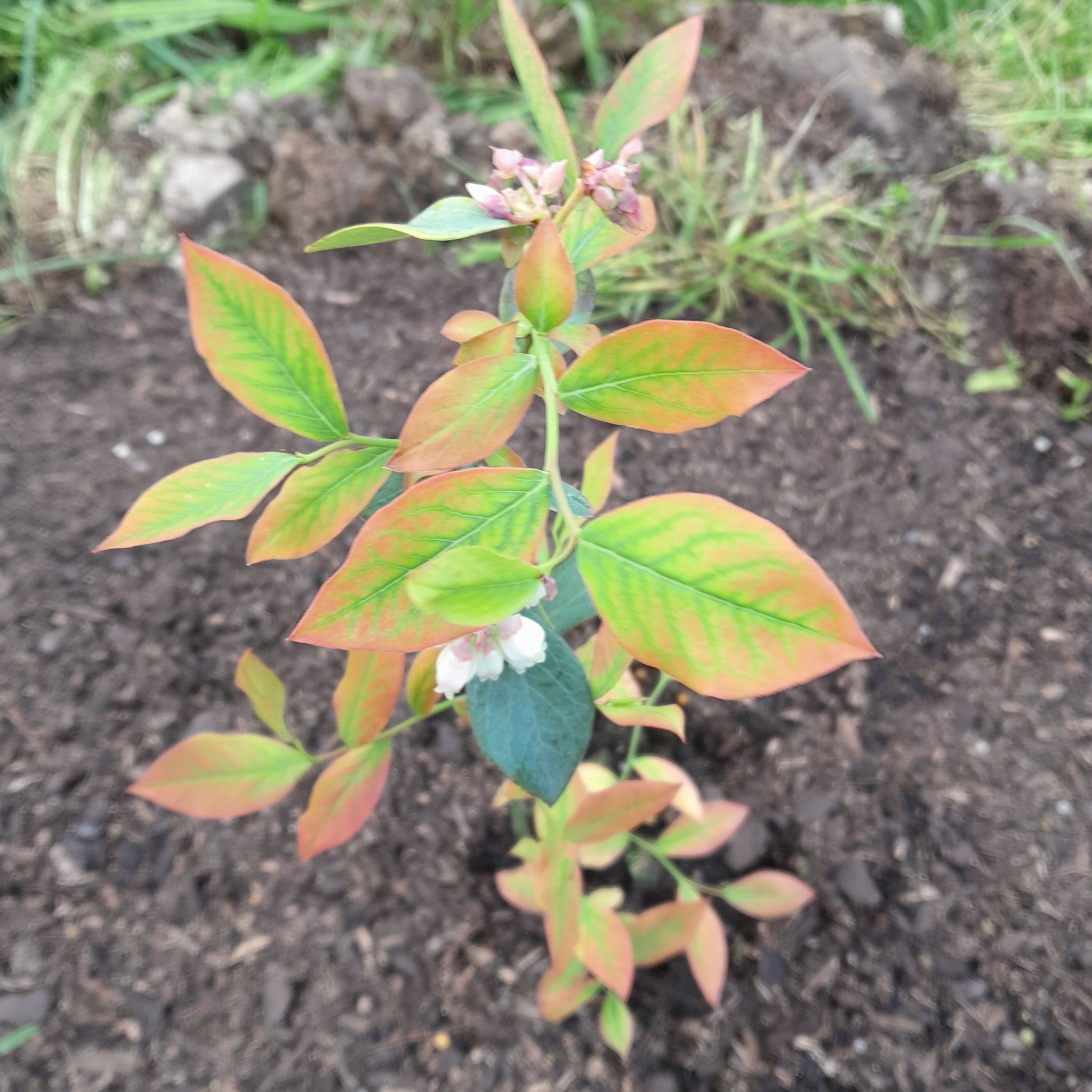 Photo of the plant species Powder Blue Blueberry by @MasterMizuna named Harry on Greg, the plant care app