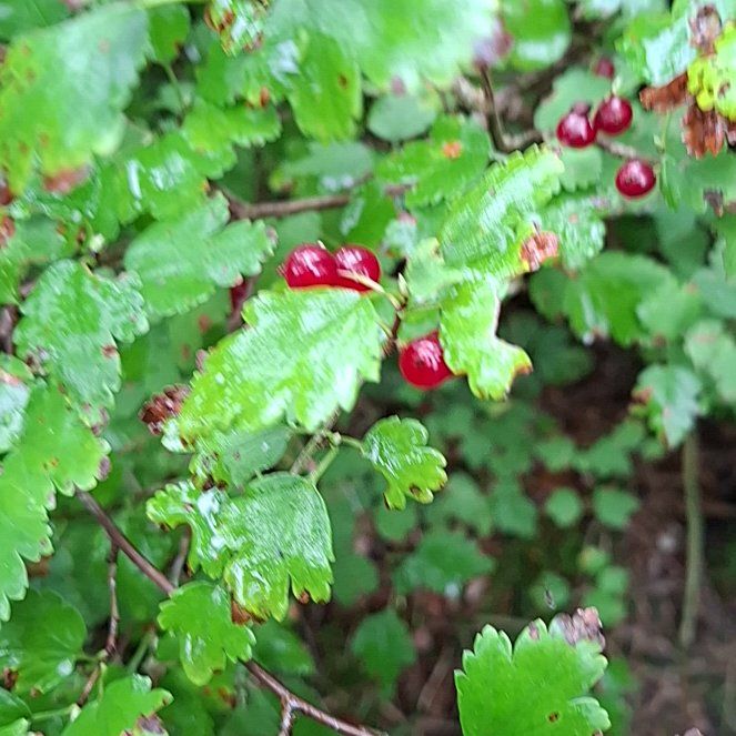 Photo of the plant species Red Currant by @AvidRedpepers named Queen on Greg, the plant care app