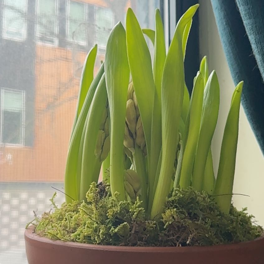 Potted Garden Hyacinth with green leaves and moss-covered soil.
