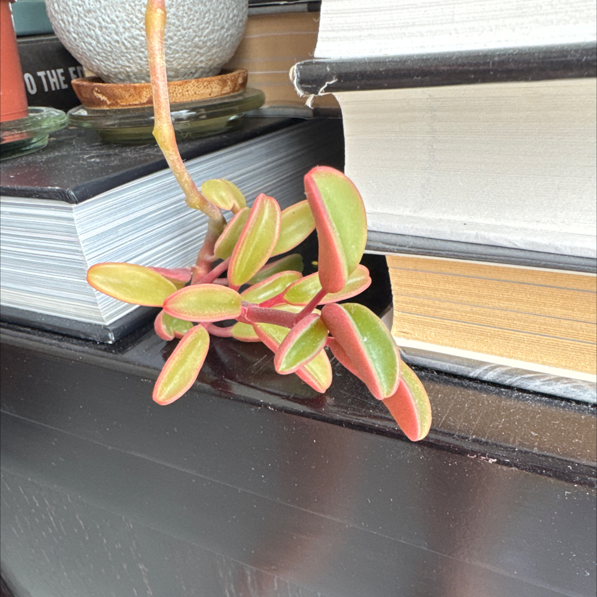 Photo of the plant species Peperomia graveolens 'Ruby Glow' by @Mkrench named Ruby on Greg, the plant care app