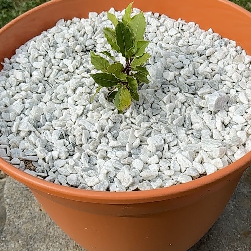 Photo of the plant species Indonesian Bay Tree by @SpotonWoreya named Bodhi on Greg, the plant care app