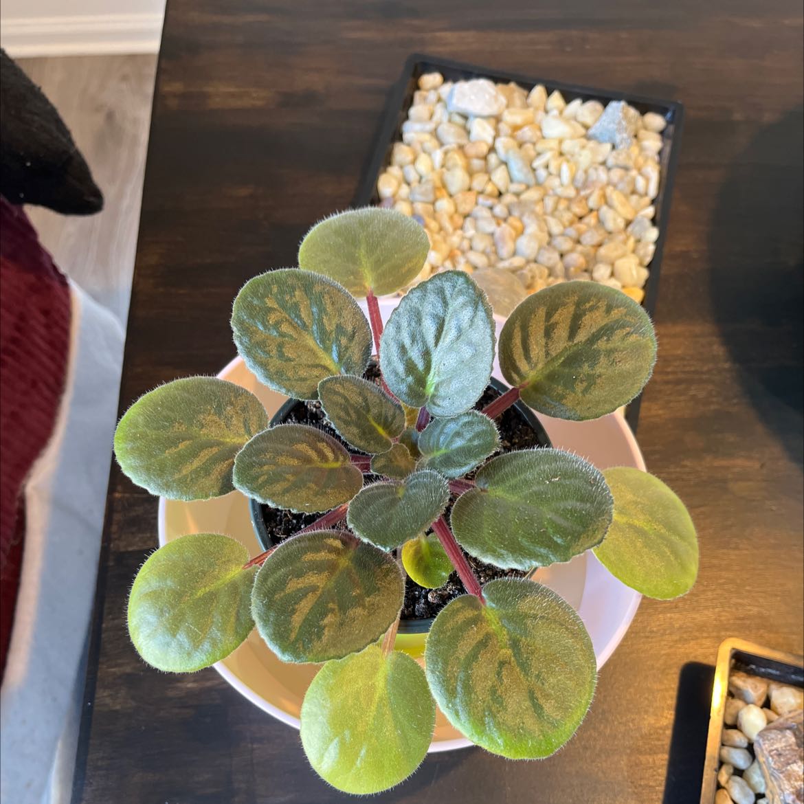 Photo of the plant species Kenyan Violet by @Madelinewagnaar named Violet II on Greg, the plant care app