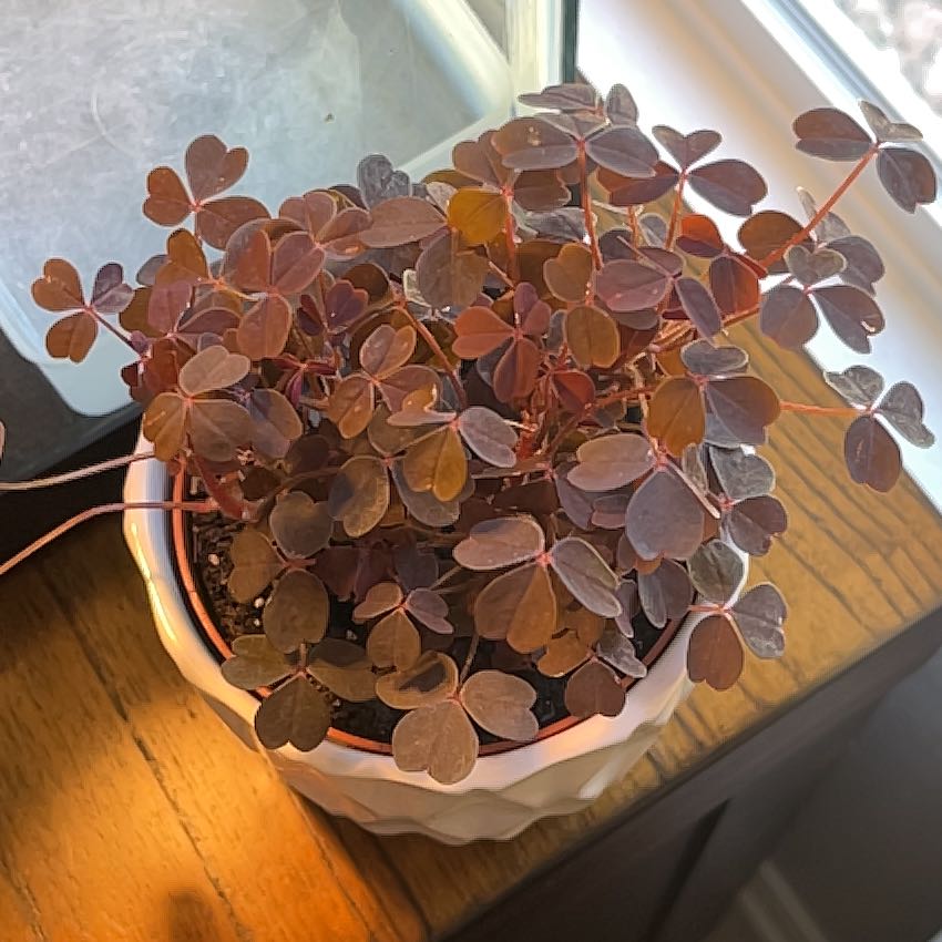 Potted Creeping Woodsorrel plant with heart-shaped leaves, healthy appearance.