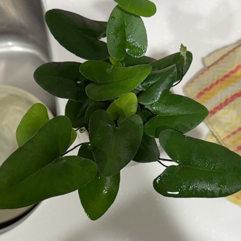 Golden Leather Fern with dark green, glossy leaves, well-framed and centered.