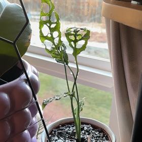 Photo of the plant species obliqua peru by @Madelinewagnaar named Matilda on Greg, the plant care app