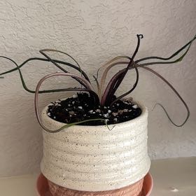 Photo of the plant species Alocasia Hybrid by @Madelinewagnaar named Shakira on Greg, the plant care app