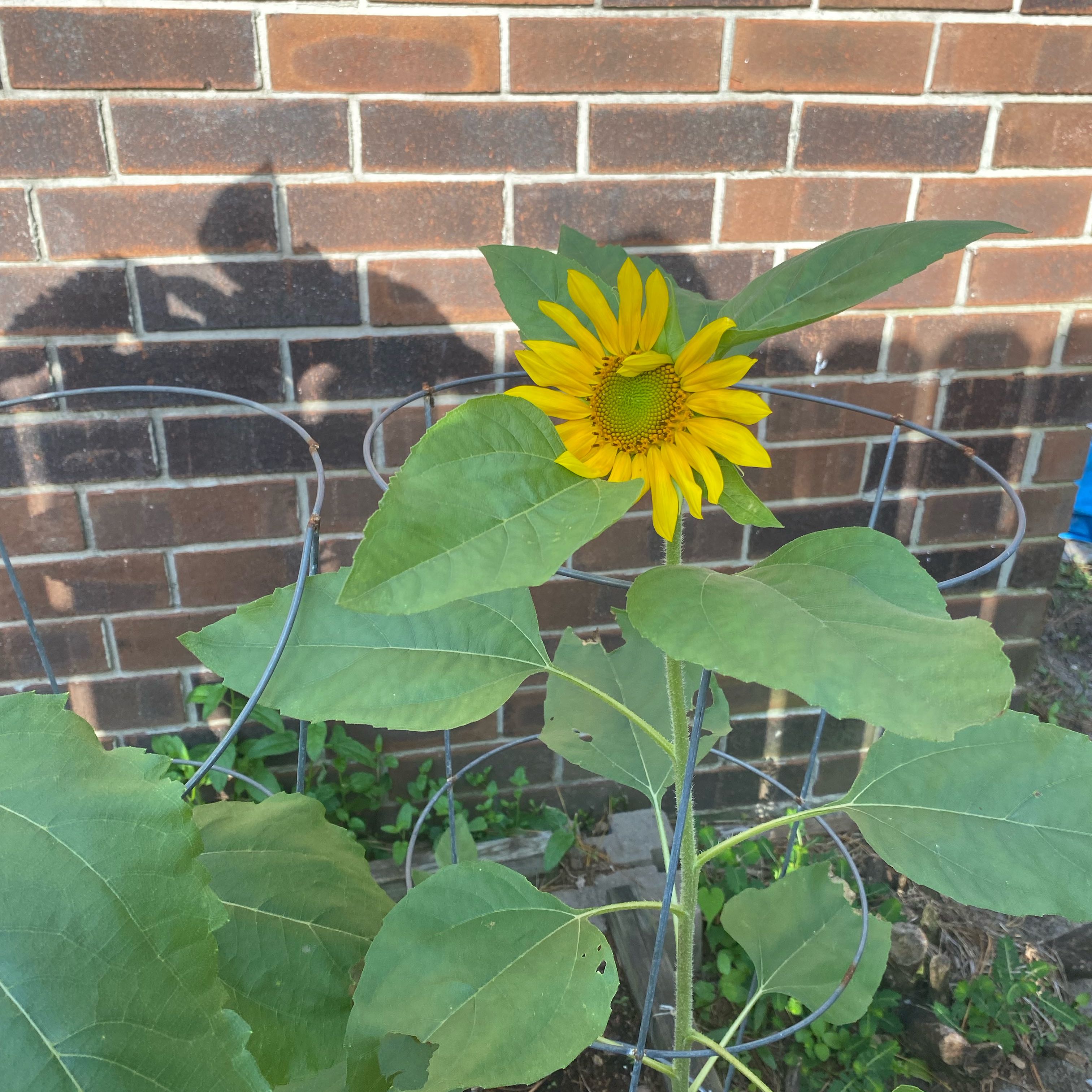 Photo of the plant species Common Sunflower 'Russian Mammoth' by @NimbleOgresears named Leaf Erickson on Greg, the plant care app