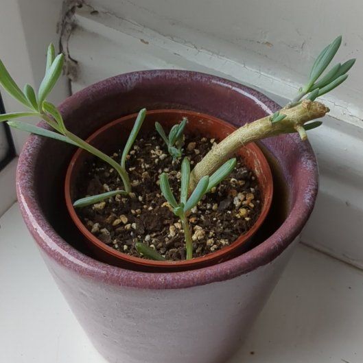 Photo of the plant species Blue Chalksticks by @WhizLuckybamboo named Hamilton on Greg, the plant care app