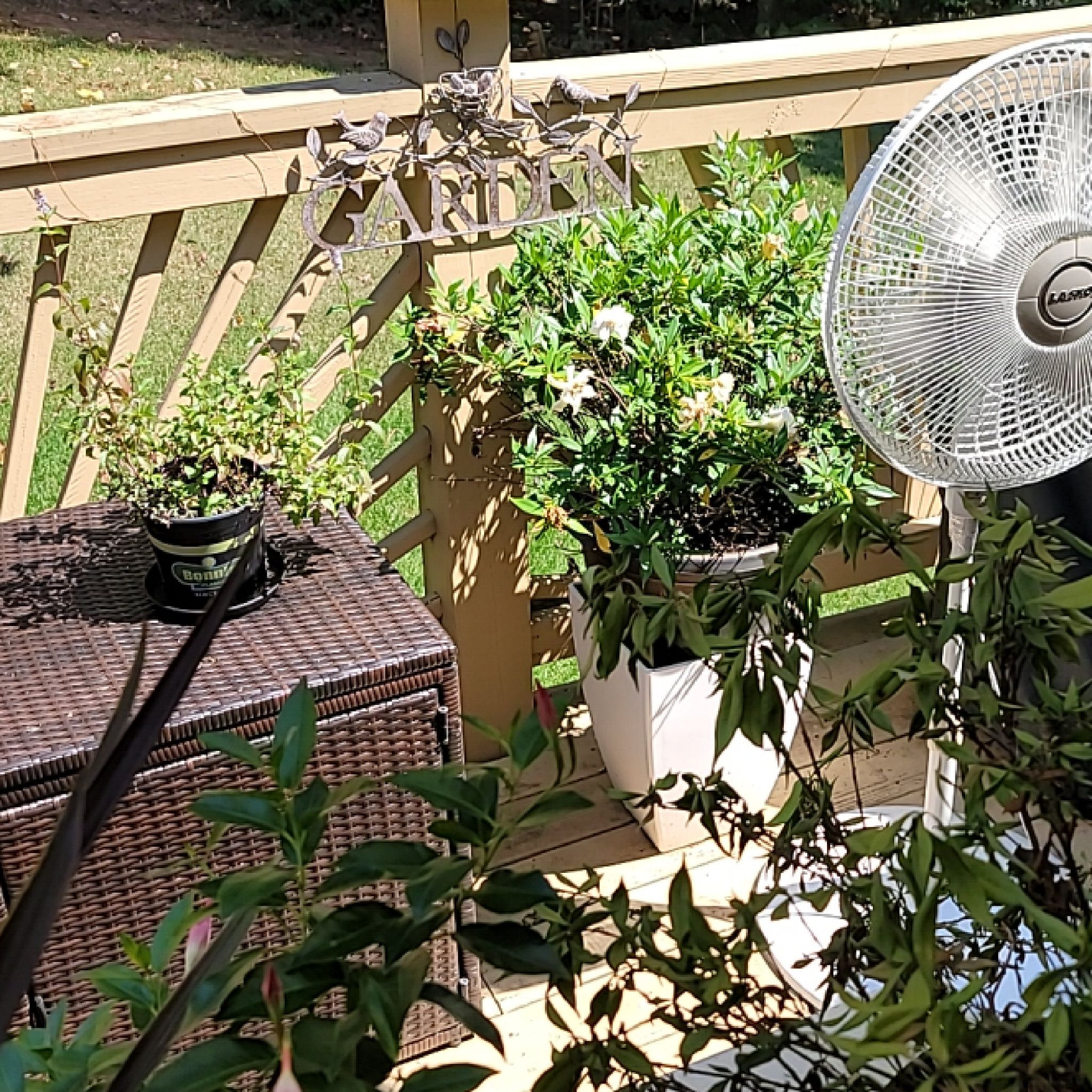 Photo of the plant species Frost Proof Gardenia by @ContentRaintree named Delilah on Greg, the plant care app