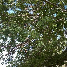Photo of the plant species Black Olive Tree by @FunnyValleyoak named Tupot amaroot on Greg, the plant care app
