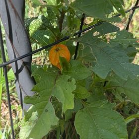 Photo of the plant species Chinese Lantern by @CleverBeans named Austen on Greg, the plant care app