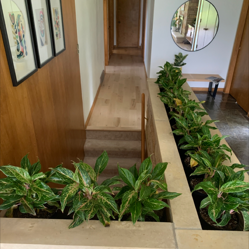 Row of healthy Aglaonema 'Sparkling Sarah' plants in an indoor setting with visible soil.