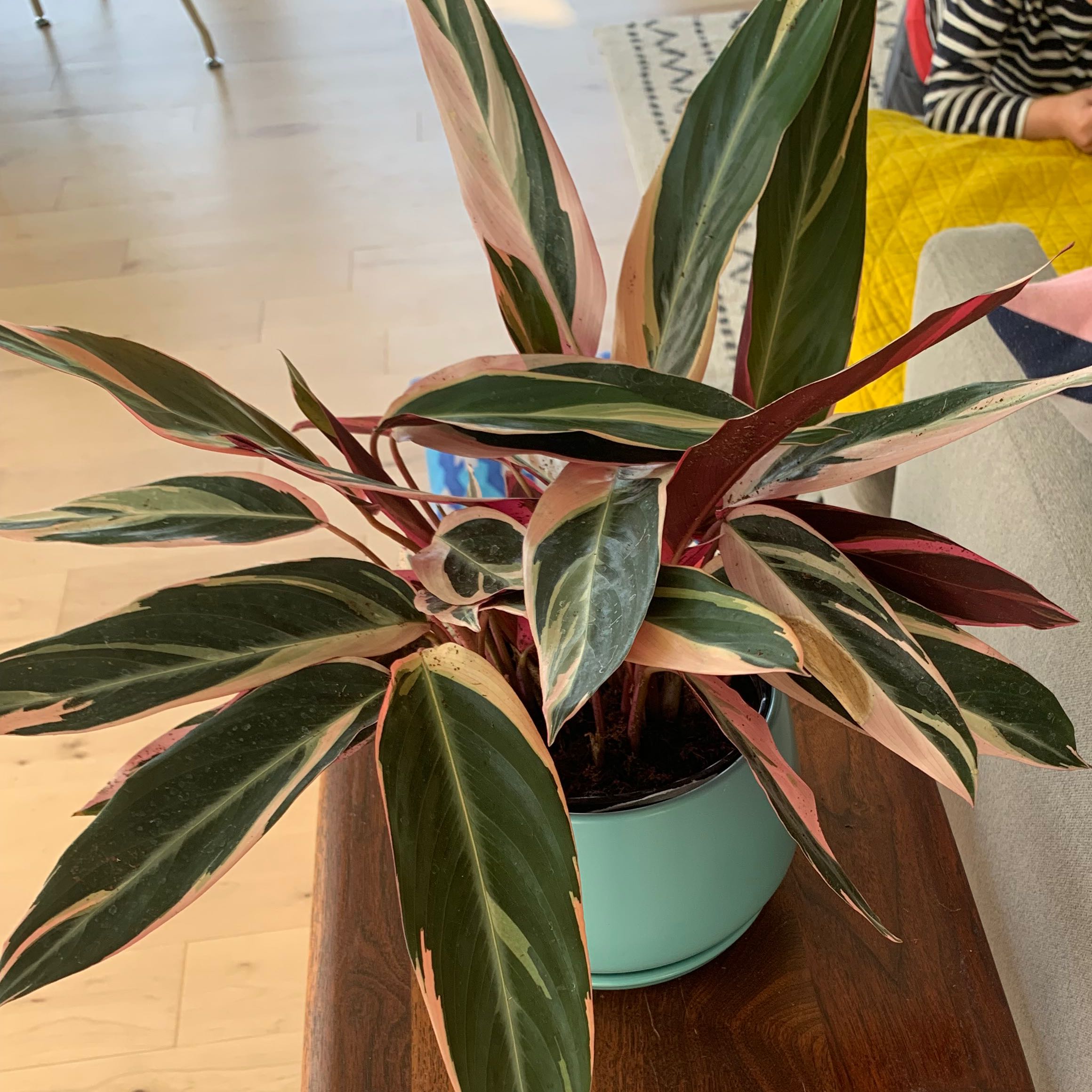 Stromanthe sanguinea 'Tricolor' plant in a pot with vibrant, variegated leaves.