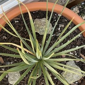 Photo of the plant species Beaked Yucca by @yukyukyuccas named Ross on Greg, the plant care app