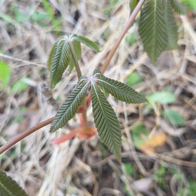 Photo of the plant species Red Buckeye by @RichlyCoralspot named Bella on Greg, the plant care app