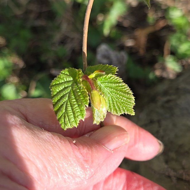Photo of the plant species American Hazelnut by @RichlyCoralspot named Naomi on Greg, the plant care app