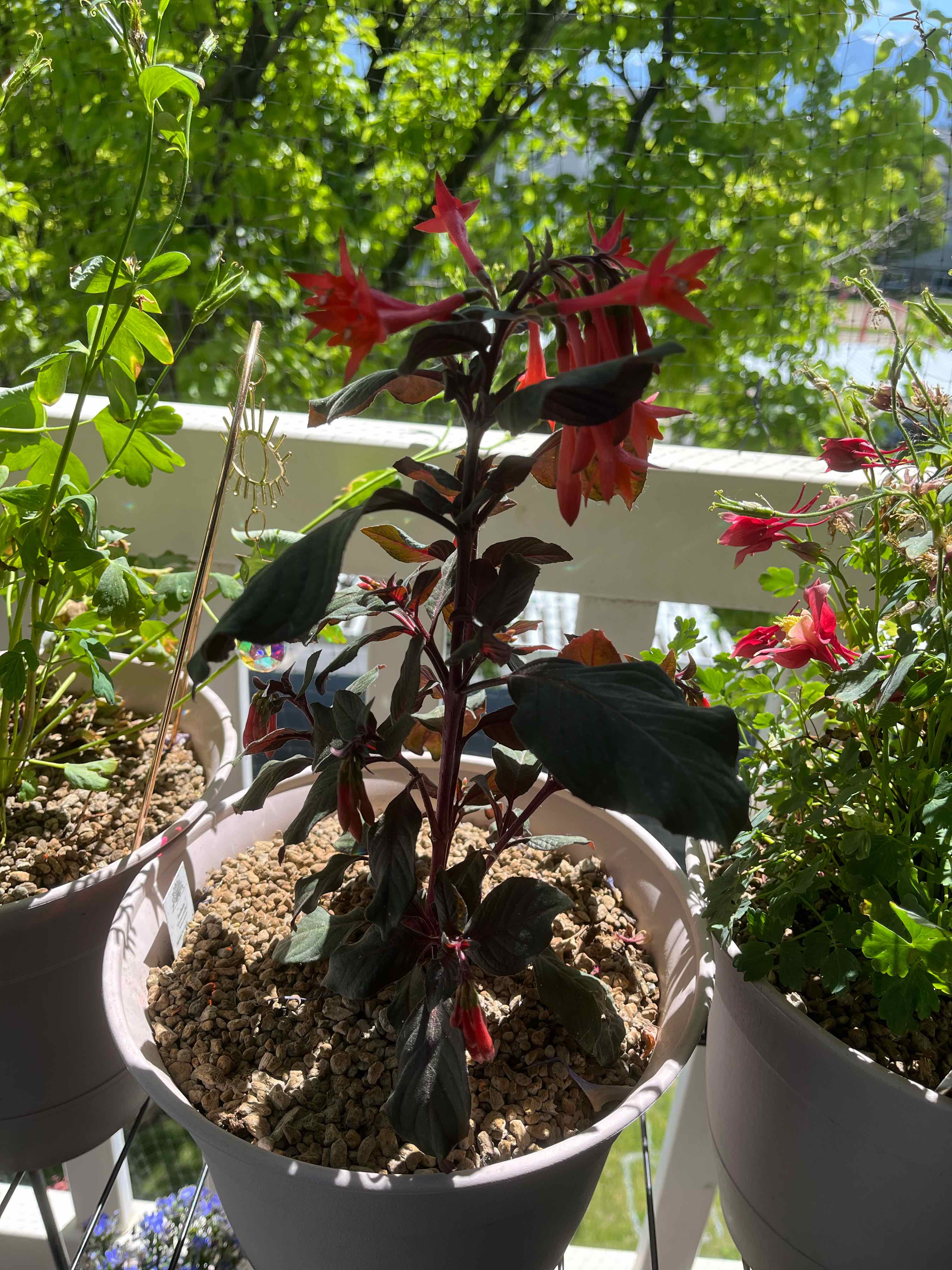 Photo of the plant species Fuschia Triphylla by @Sadgardener named Tree Diddy on Greg, the plant care app