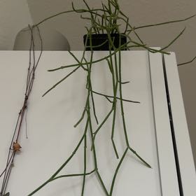 Photo of the plant species Green Spaghetti Plant by @GeniusPansy named Marley on Greg, the plant care app
