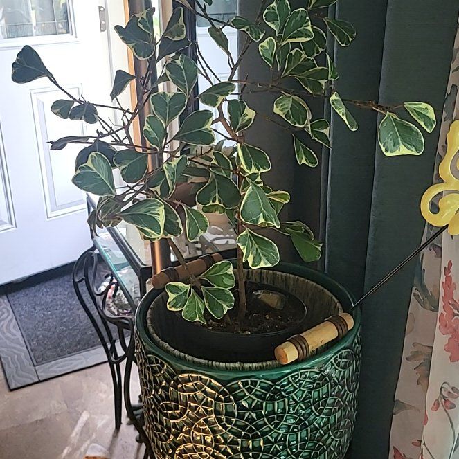 Photo of the plant species Variegated Heart Leaf Ficus by @ZingyMinidahlia named Ficus on Greg, the plant care app