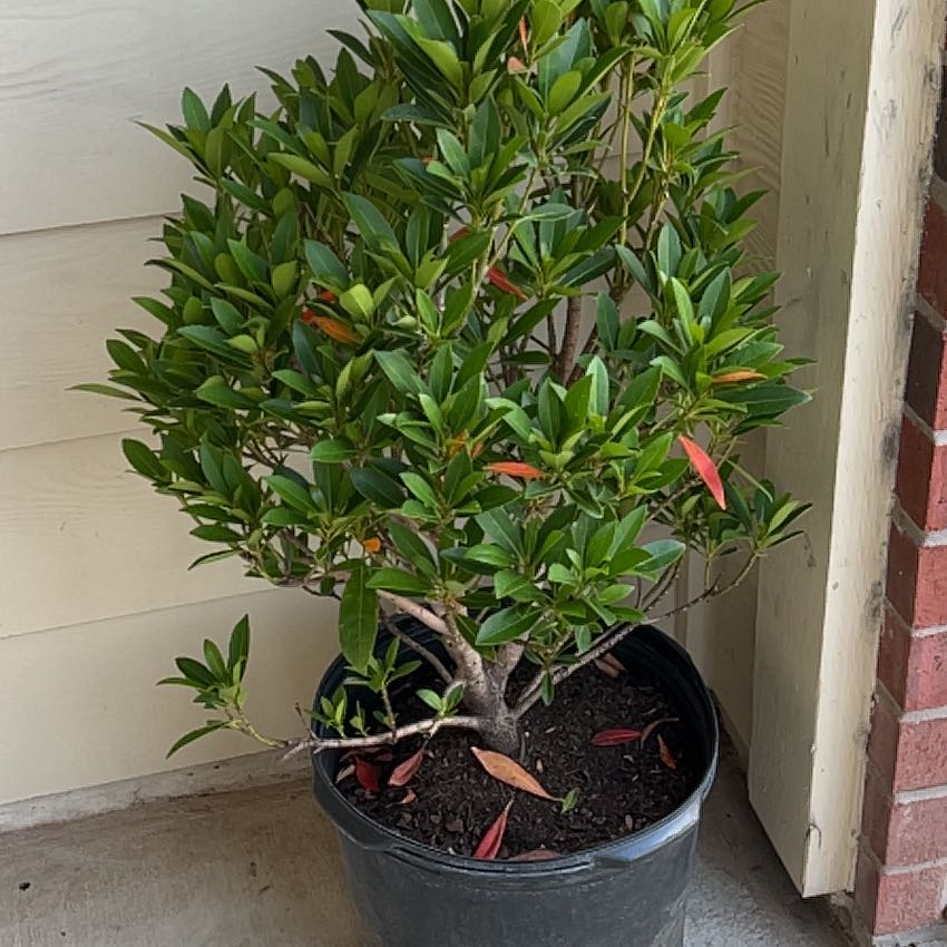 Photo of the plant species japanese blueberry by @WhizCroftonweed named Sage on Greg, the plant care app