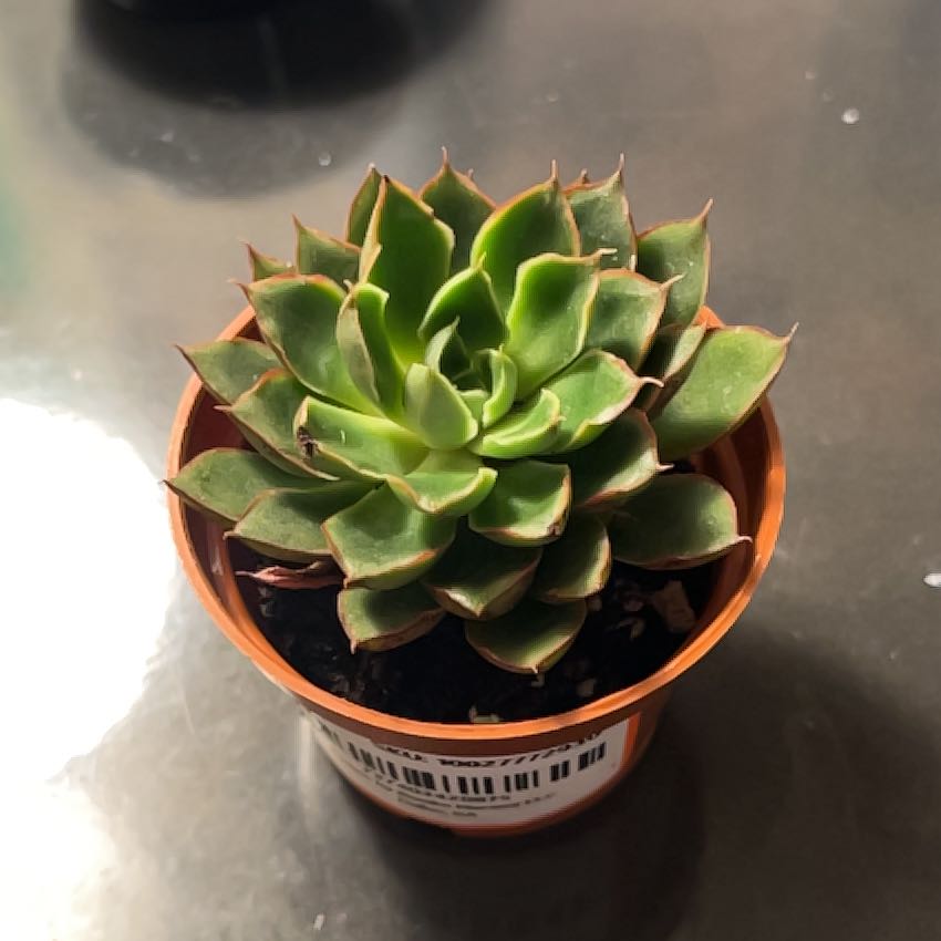 Photo of the plant species Yamatomini by @ExecCupidsdart named Artie on Greg, the plant care app