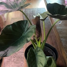 Photo of the plant species Alocasia Wentii Sunset by @SupremeCocoplum named Denali on Greg, the plant care app