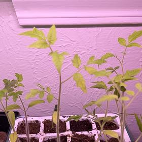 Photo of the plant species Tomato by @KeenMoonorchid named Rihanna on Greg, the plant care app