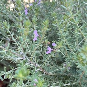 Photo of the plant species Coastal Rosemary 'Smokie' by @SuperbSeedlings named Peter Parker on Greg, the plant care app