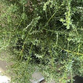 Photo of the plant species Prickly Russian Thistle by @SoigneDill named Sage on Greg, the plant care app